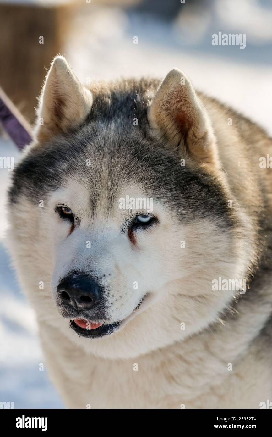 Portrait of a Siberian husky, friendship forever. Pet. Husky Stock