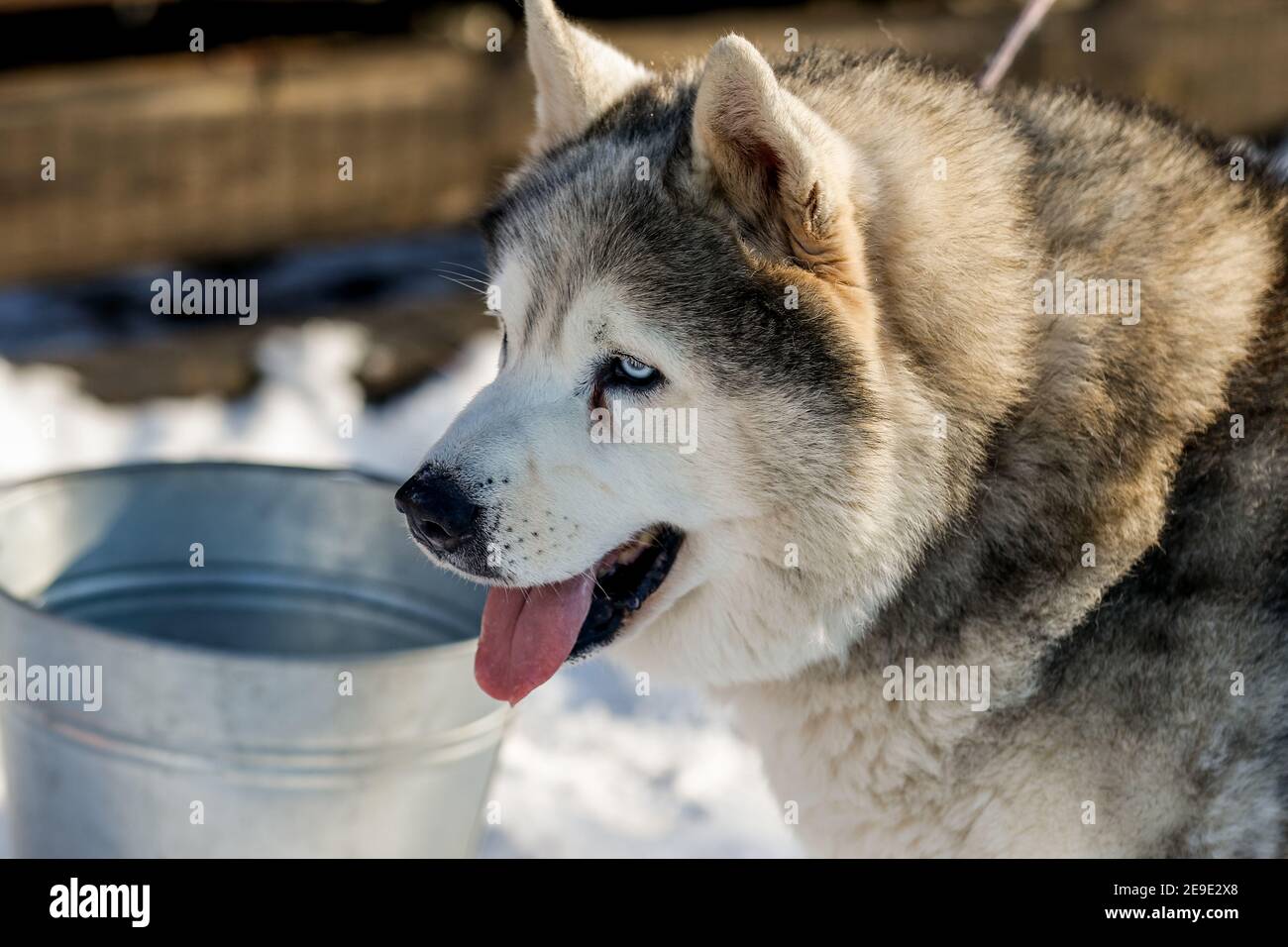 Portrait of a Siberian husky, friendship forever. Pet. Husky Stock
