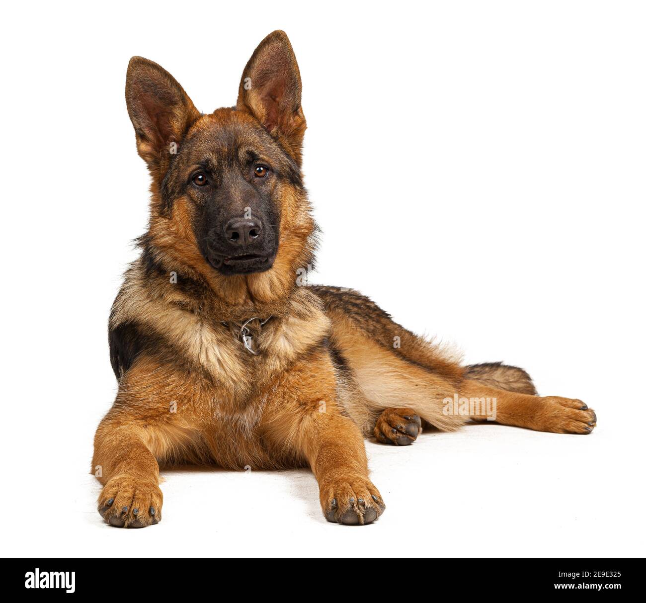 Portrait of a german shepherd dog isolated on white background Stock ...