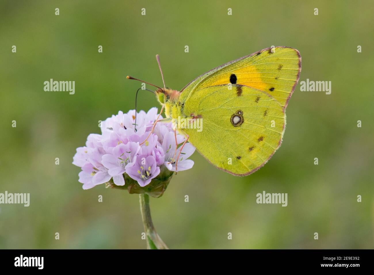 Clouded Yellow Butterfly, Colias croceus, nectering on Small Scabious, Scabiosa columbaria, flower, St. Brides, Pembrokeshire, Wales, 23rd August 2019 Stock Photo