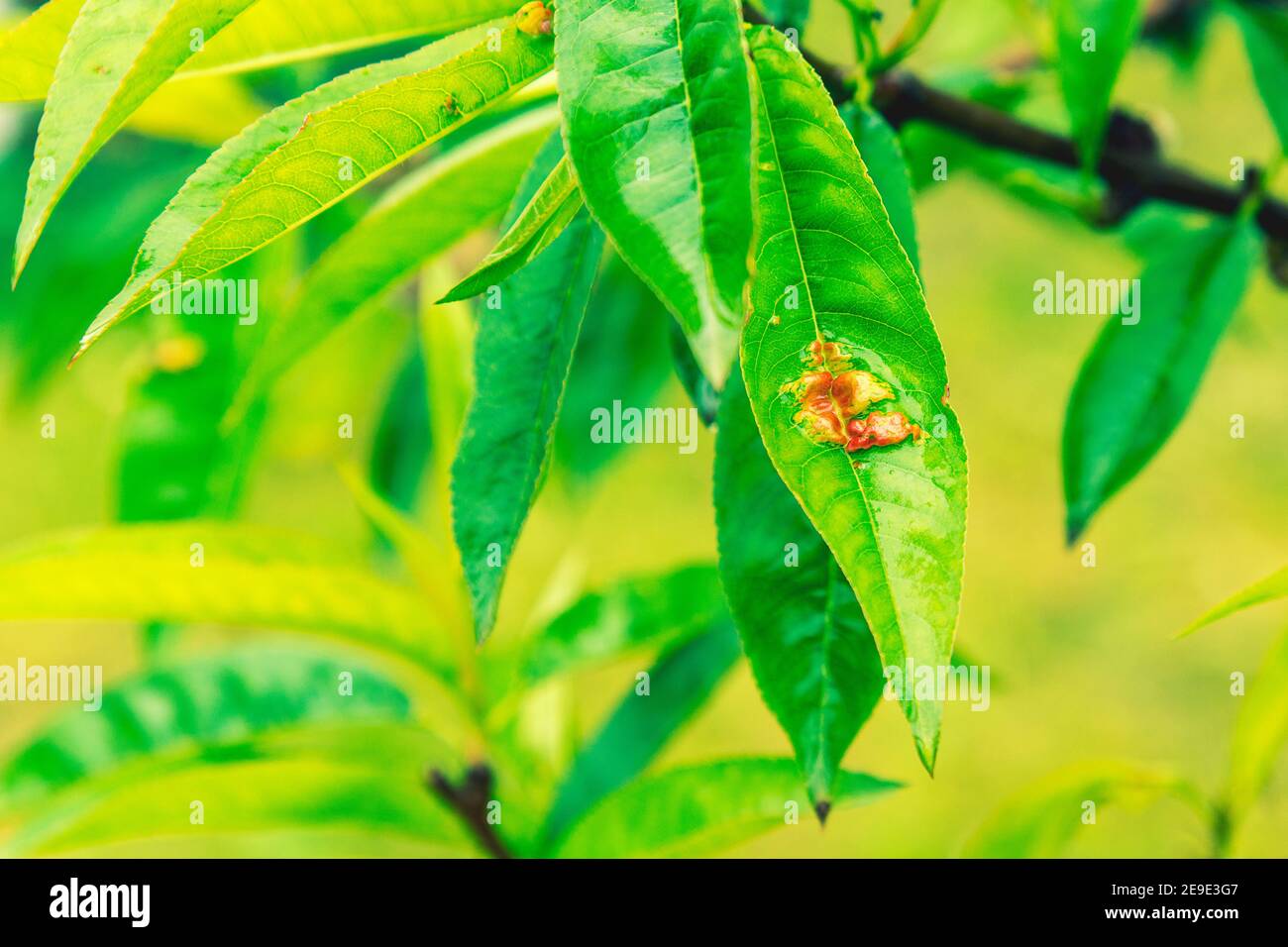 Leaves of a peach tree with red discoloration due to a fungal attack