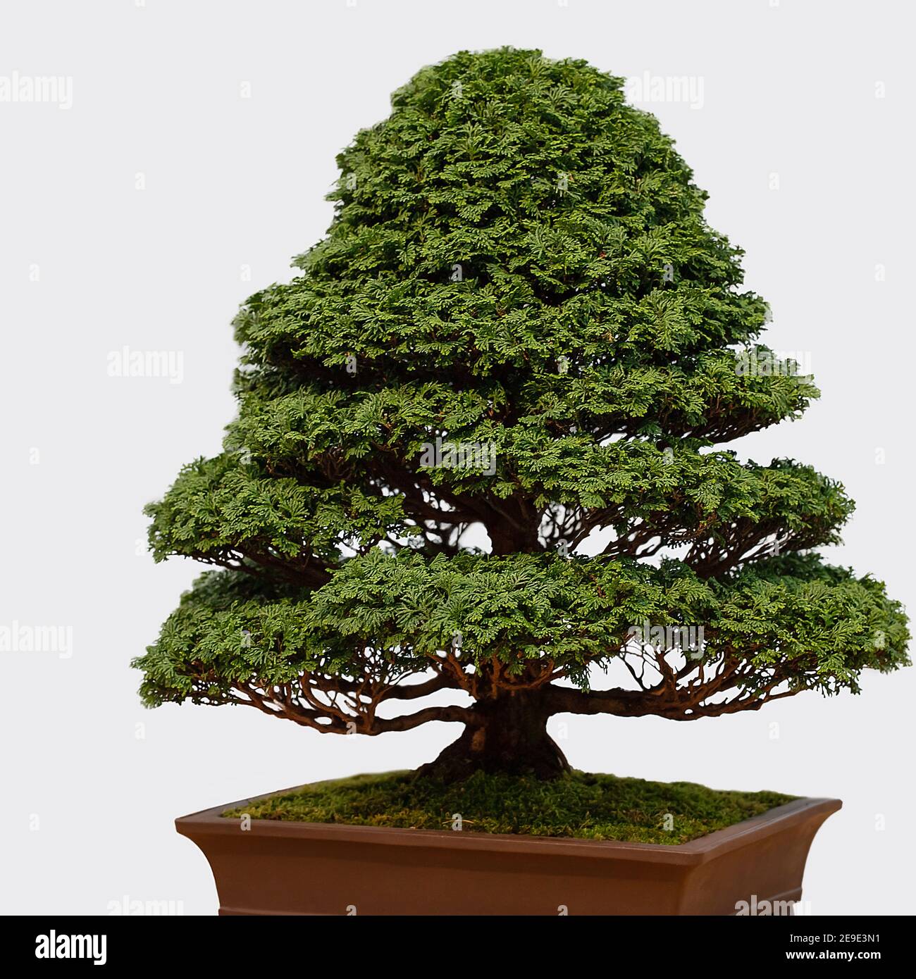 Bonsai tree in ceramic flower pot isolated on white background ...