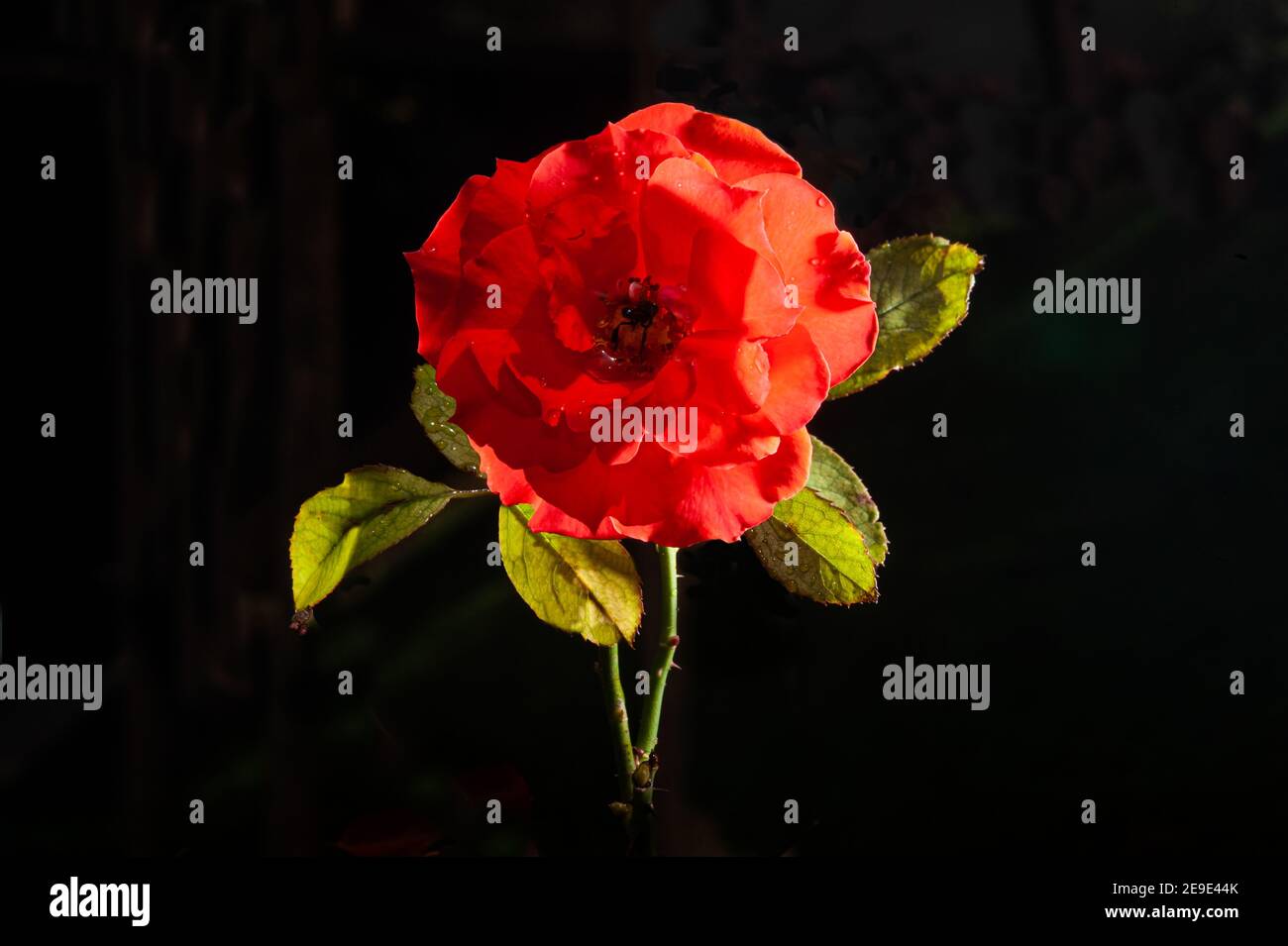 Beautiful Impatient rose flower in garden. Rose flower background ...