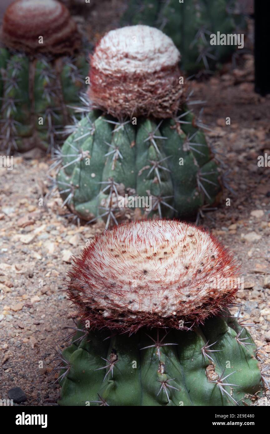 Close up of Melocactus oreas Miqu. CACTACEAE. And is a spicies of cactus. Stock Photo