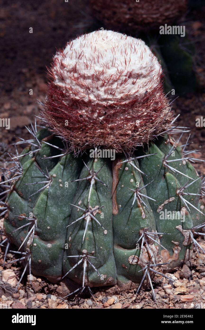 Close up of Melocactus oreas Miqu. CACTACEAE. And is a spicies of cactus  Stock Photo - Alamy