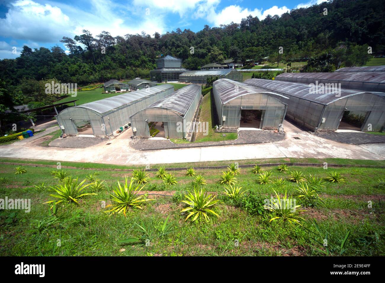 Greenhouse buildings used for cultivation in Northern of Thailand Stock Photo Alamy