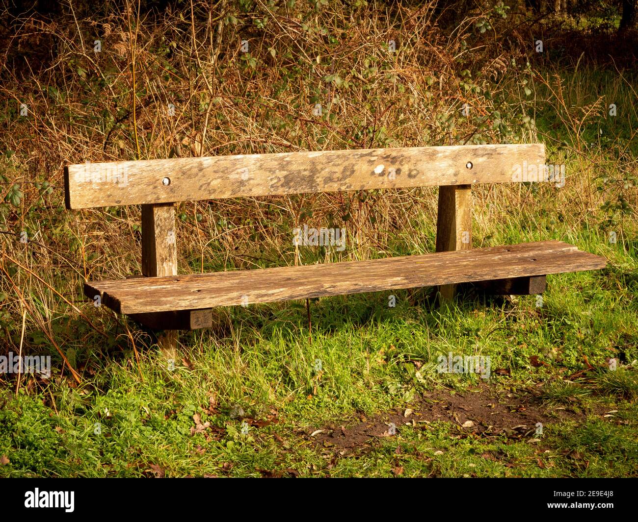 Simple wooden bench, seat outside on grass with brambles behind Stock Photo
