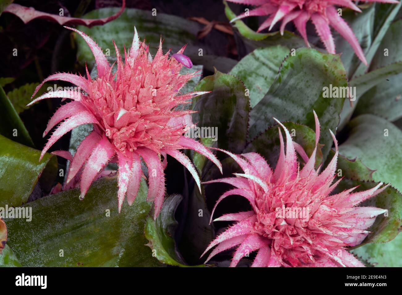 Pink bromeliad flower of Aechmea fasciata Silver Vase or Urn Plant. Stock Photo