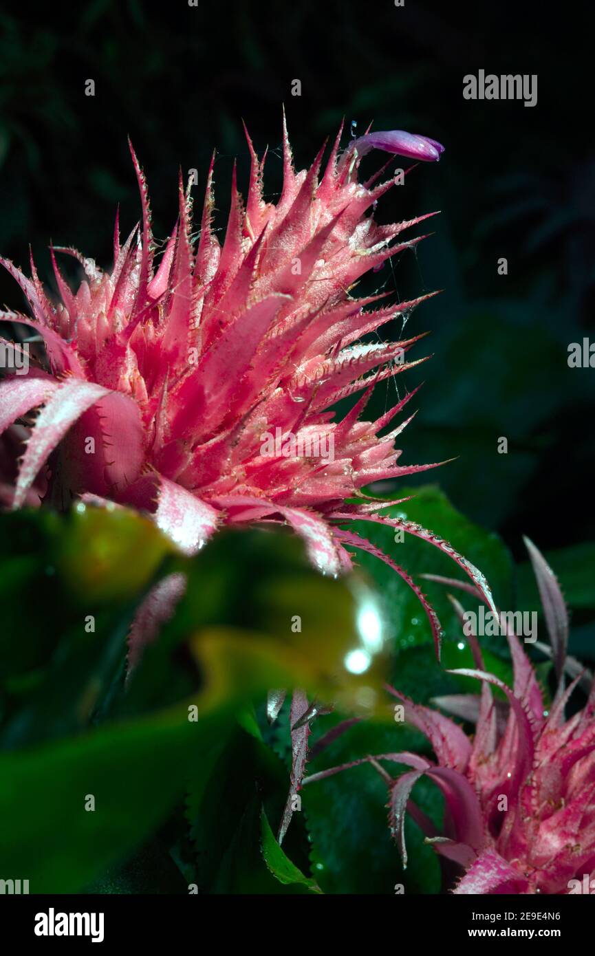 Pink bromeliad flower of Aechmea fasciata Silver Vase or Urn Plant. Stock Photo