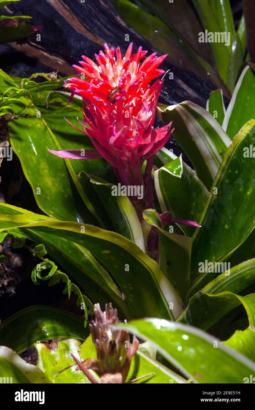 Vriesea of Alamy garden. guzmania. bromeliad vriesea in Plant, orange Stock Bromeliad up Photo - Bromeliaceae, flower Close or BROMELIACEAE flower Hybrid