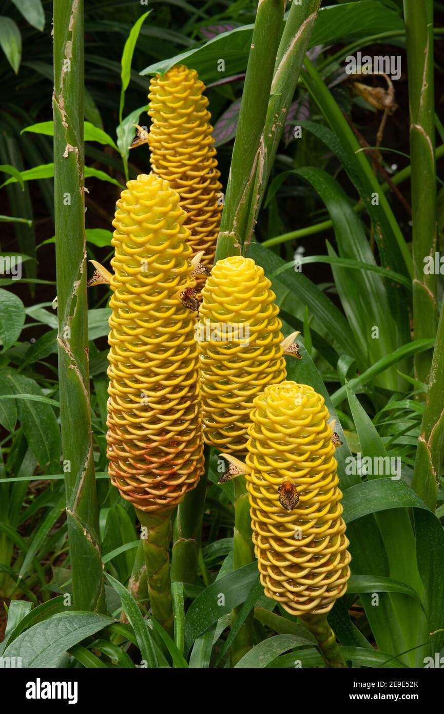 Zingiber spectabile Griff known as zingiberaceae tropical flower Stock