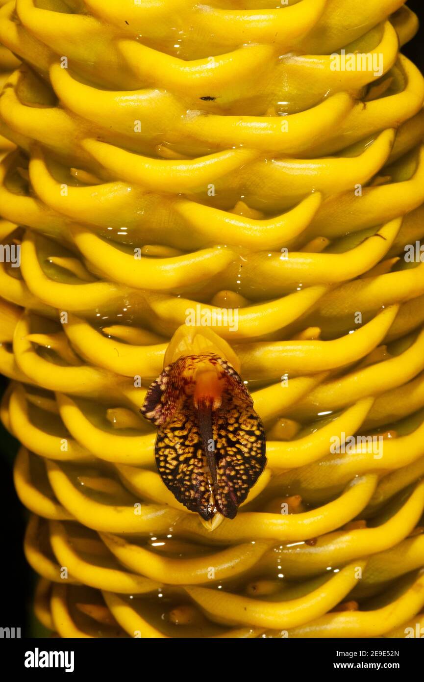 Zingiber spectabile Griff known as zingiberaceae tropical flower Stock