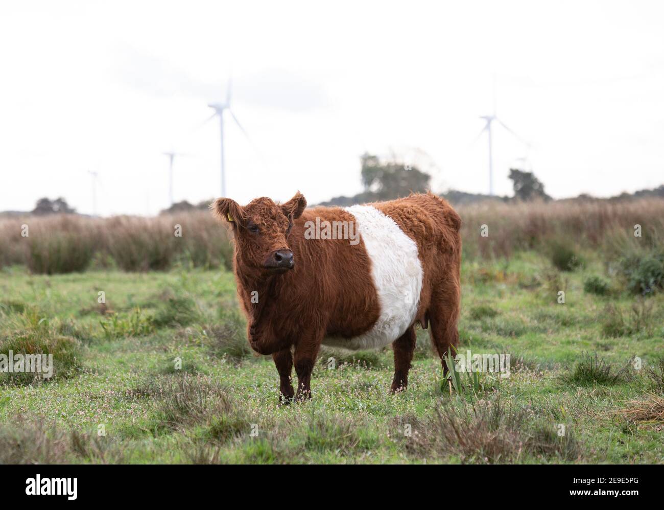 cattle on farm with wind turbines Stock Photo