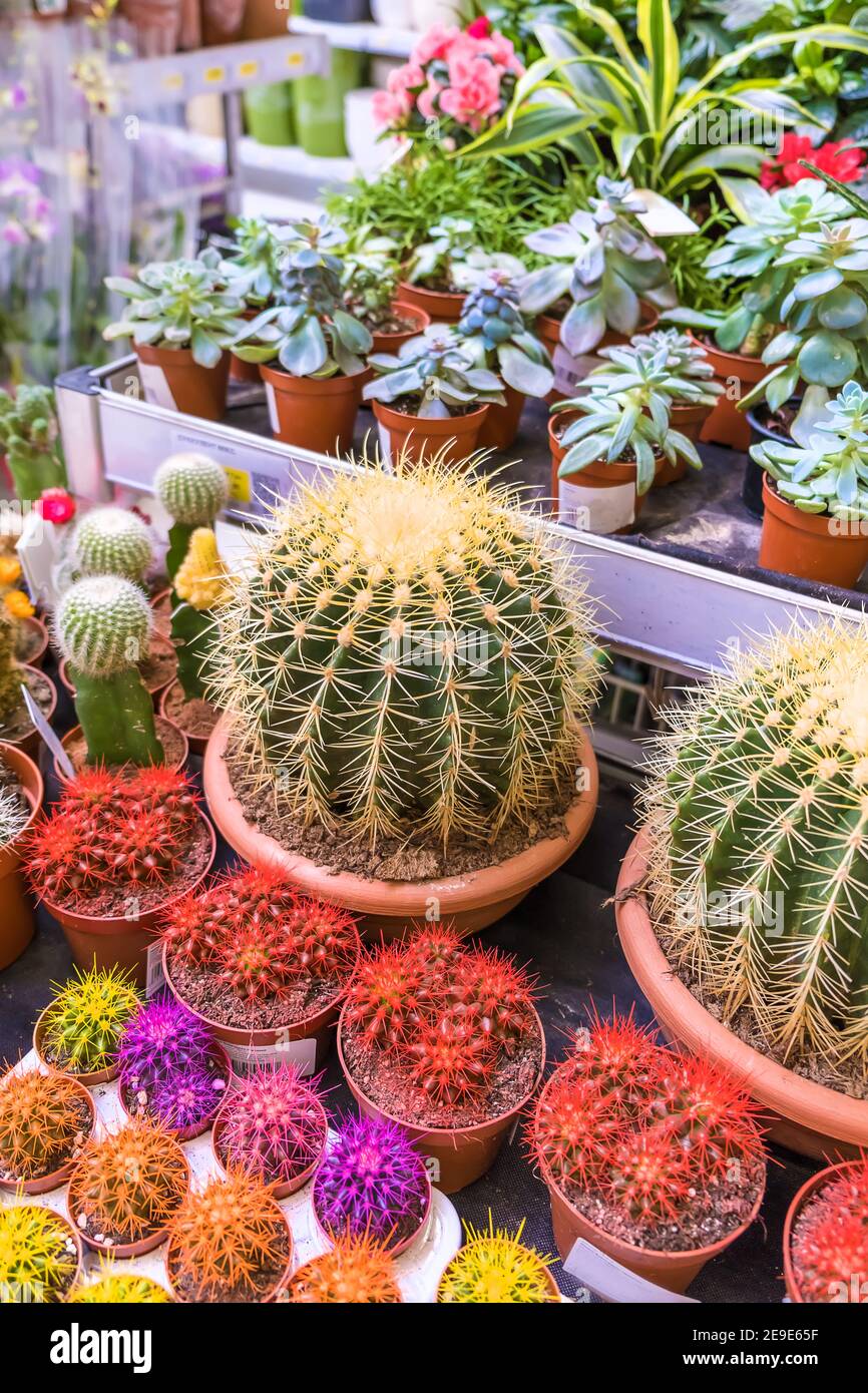 Many cacti are sold at the flower shop. Selective focus. Nature Stock ...