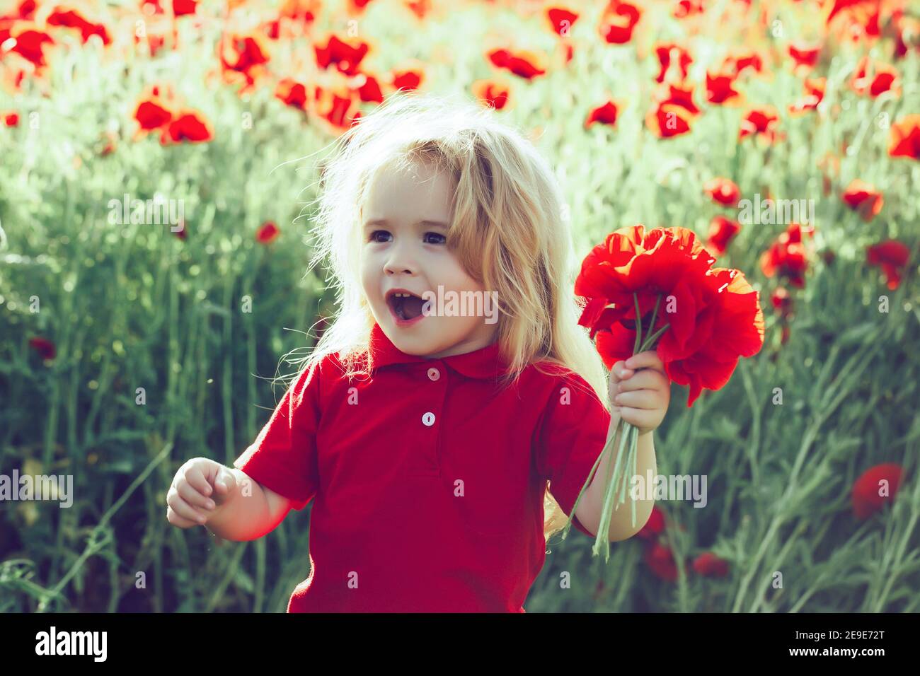 Poppy Bouquet High Resolution Stock Photography And Images Alamy Poppy Bouquet High Resolution Stock Photography And Images Alamy