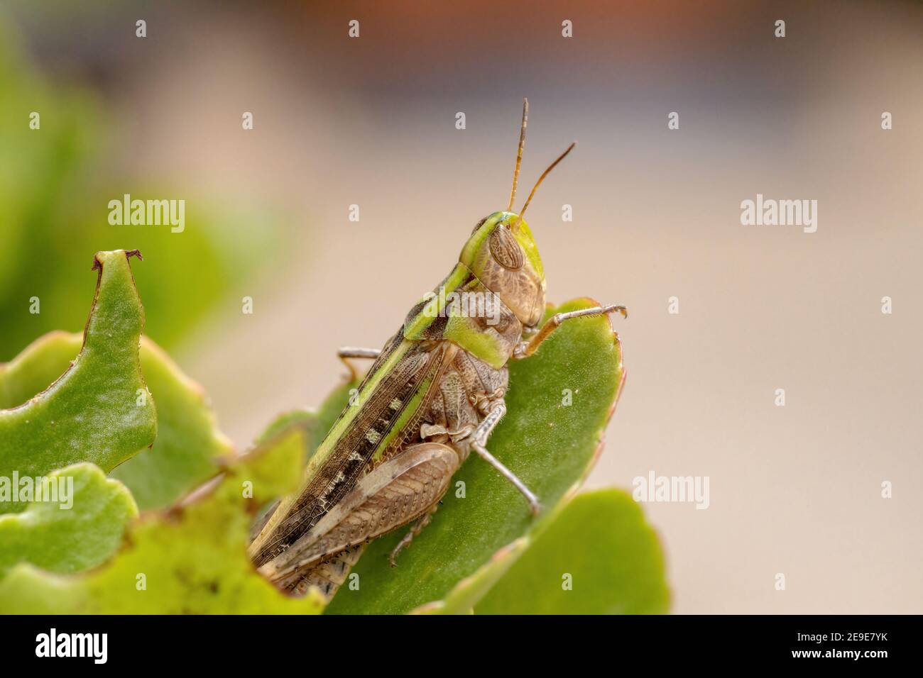 Stridulating High Resolution Stock Photography And Images Alamy