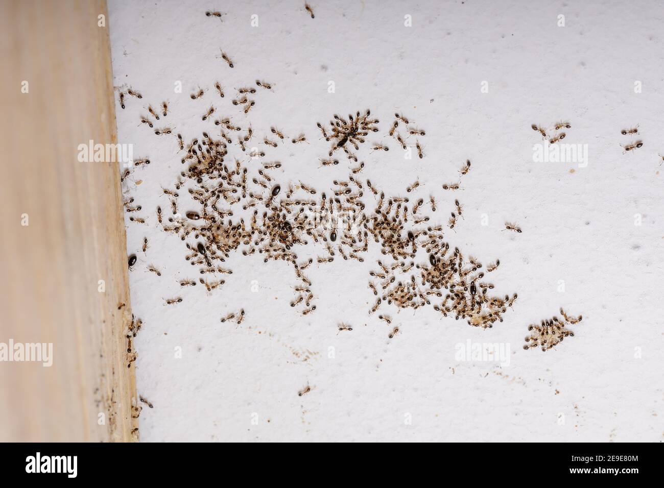 Adult Flower Ants of the species Monomorium floricola Stock Photo