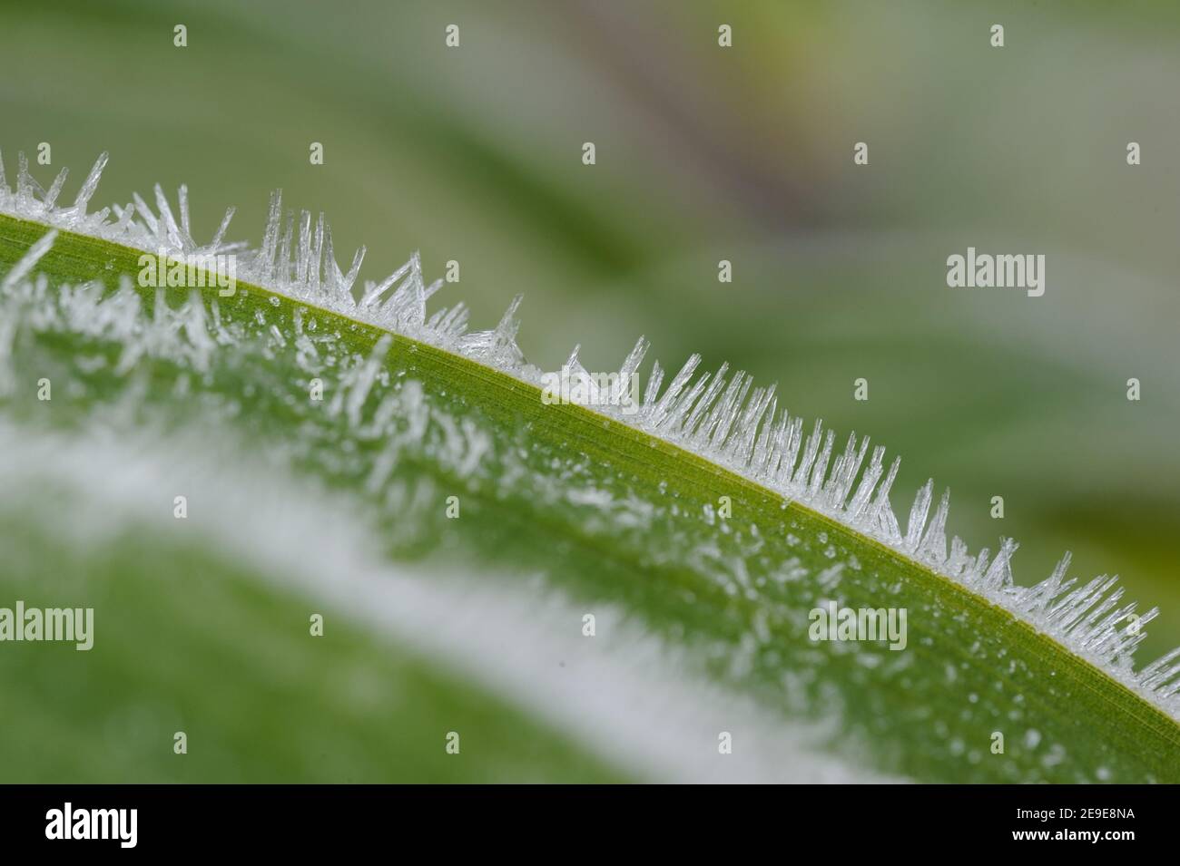 Ice Crystals on Green leaf Stock Photo