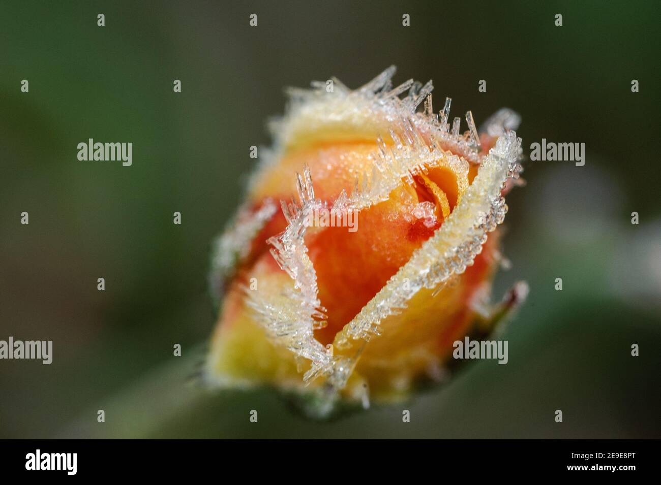 Rose Bud Coated in Frost Stock Photo