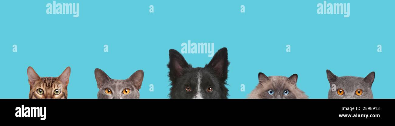 Cropped view of dog head and cats heads isolated on a light blue background Stock Photo