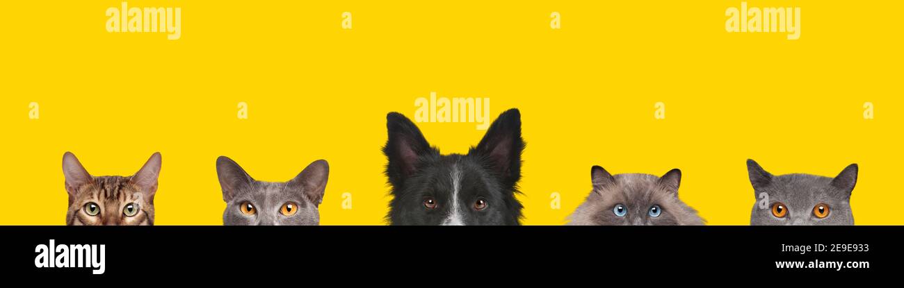 Cropped view of dog head and cats heads isolated on a yellow background Stock Photo
