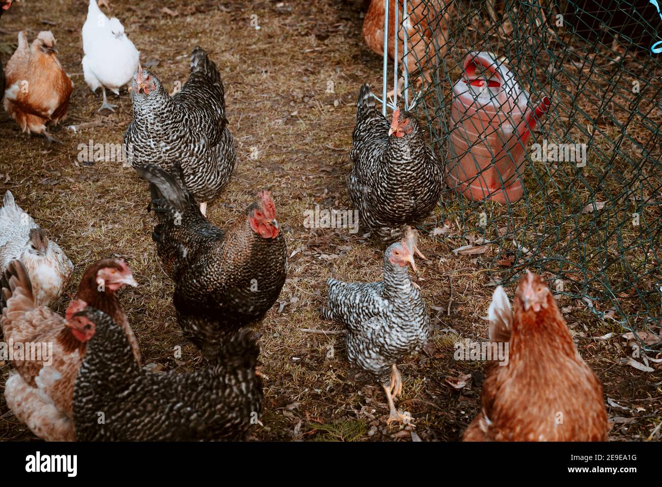 Chickens roaming in a farmyard Stock Photo Alamy