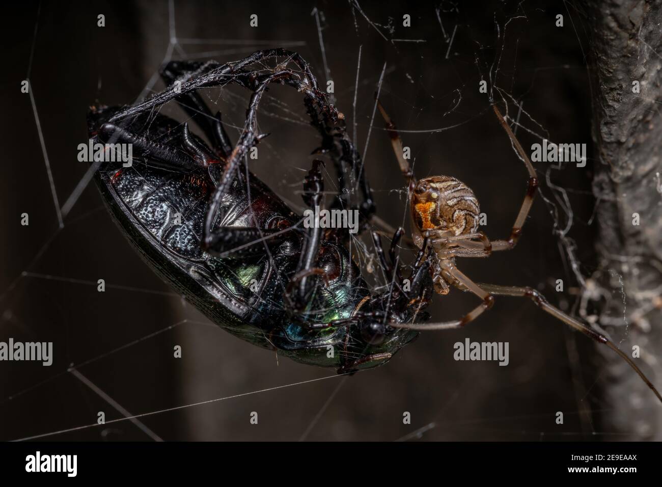 Female Adult Brown Widow of the species Latrodectus geometricus preying on a Adult Caterpillar hunter Beetle of the species Calosoma alternans Stock Photo