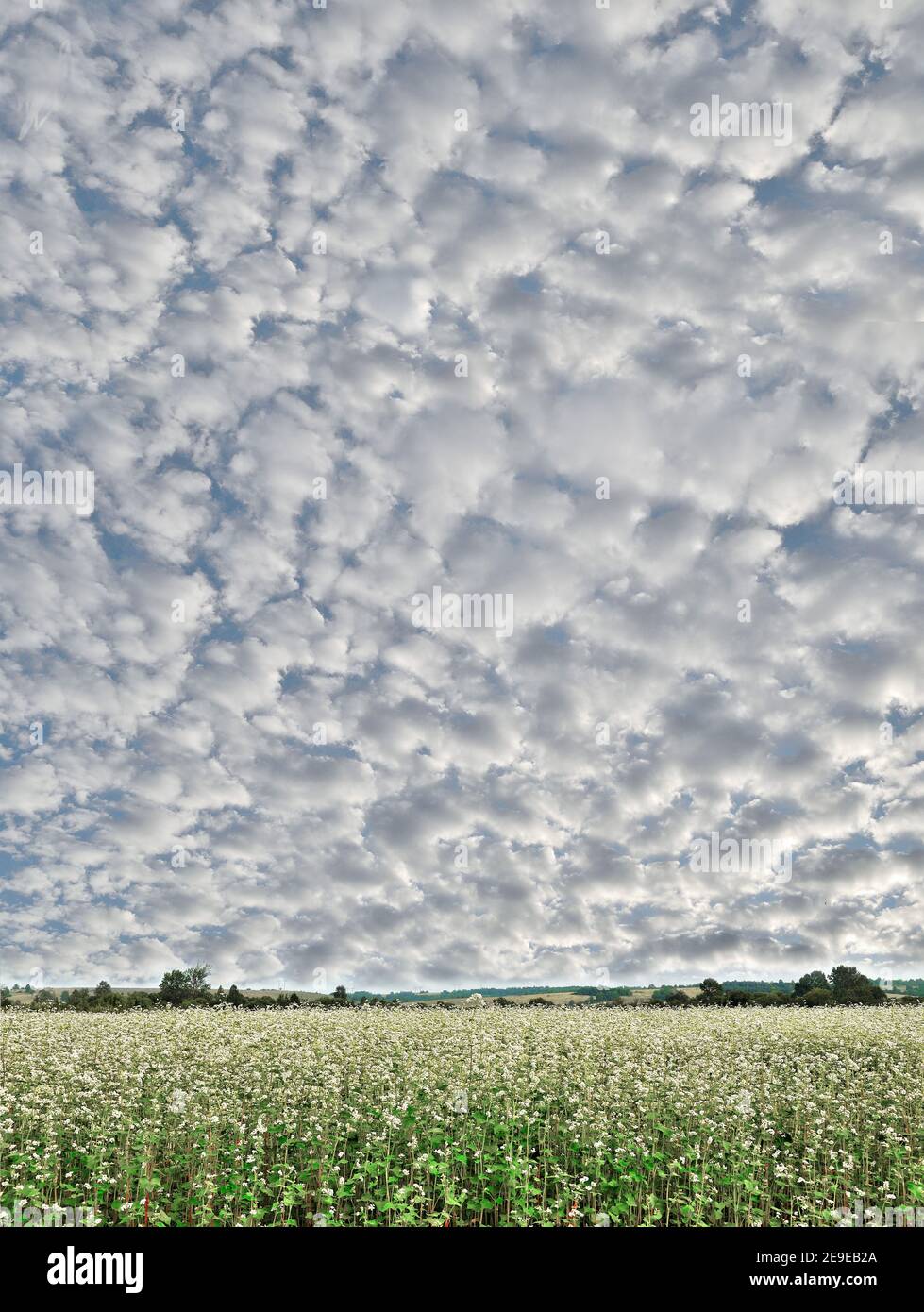 Wonderful fluffy stratocumulus clouds on blue sky over blooming buckwheat field. Amazing spring landscape, beauty of nature in springtime Stock Photo