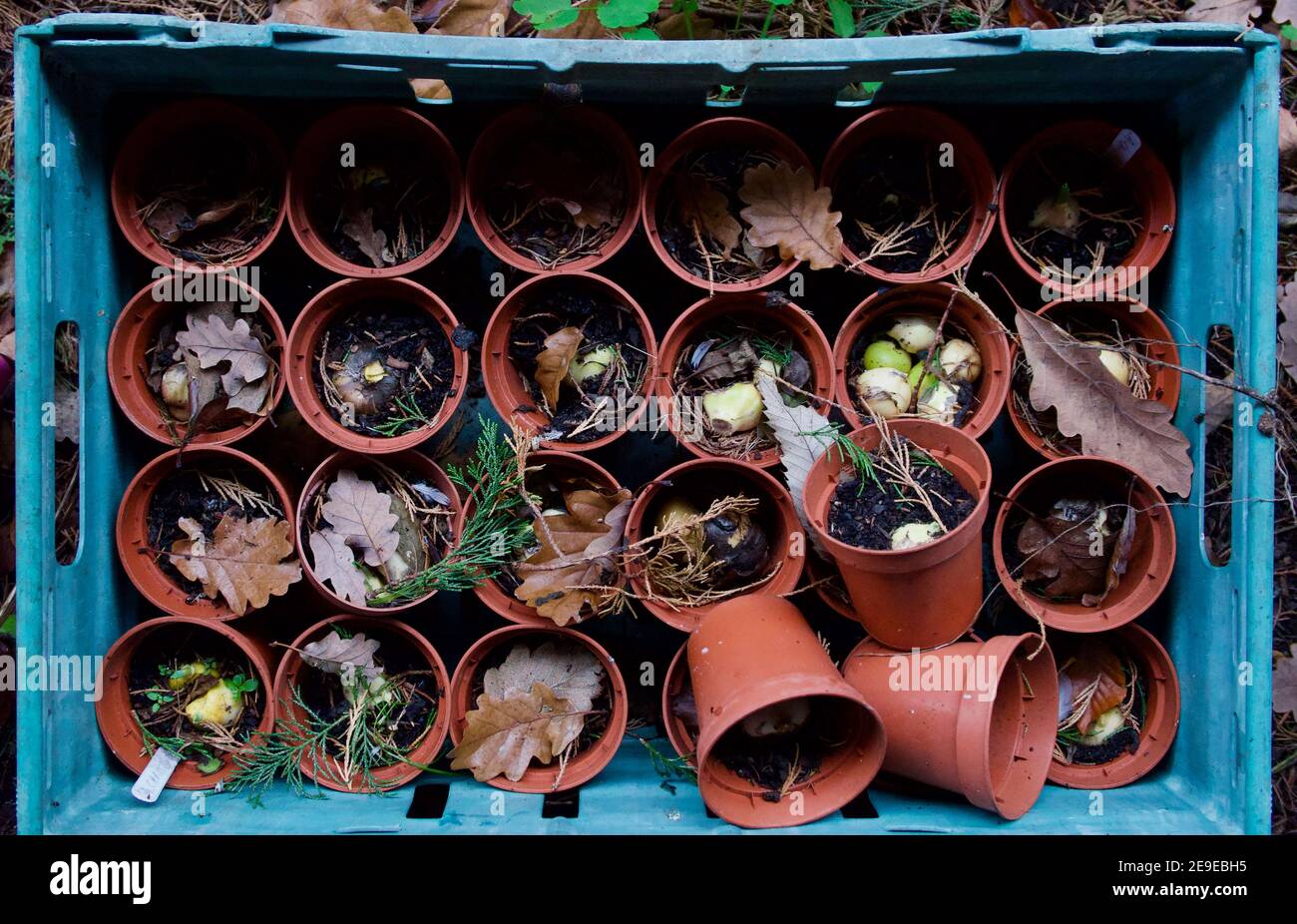 Group of plastic flowerpots with bulbs in plastic crate in autumn winter Stock Photo