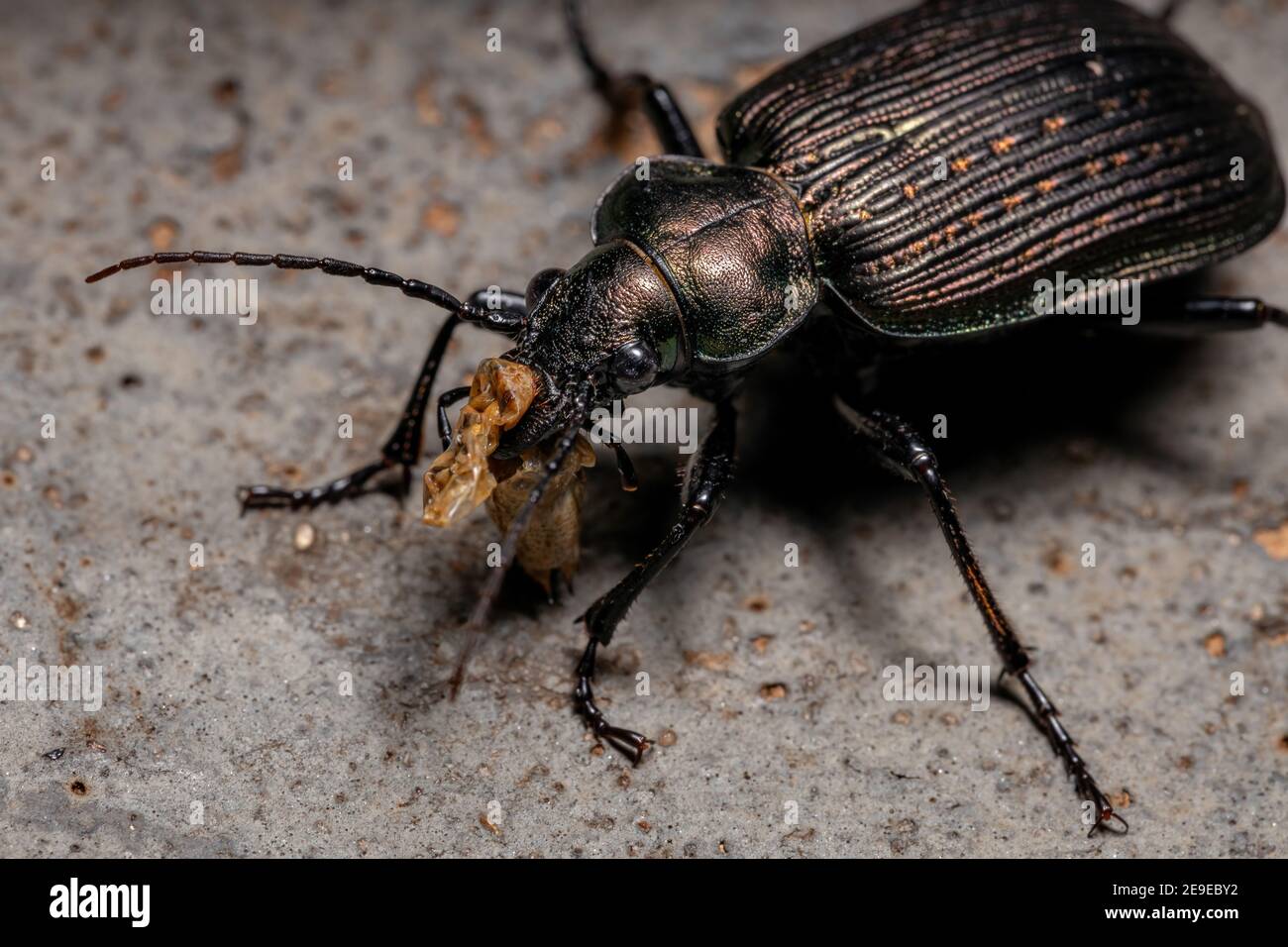 Adult Caterpillar hunter Beetle of the species Calosoma alternans eating part of a grasshopper abdomen Stock Photo