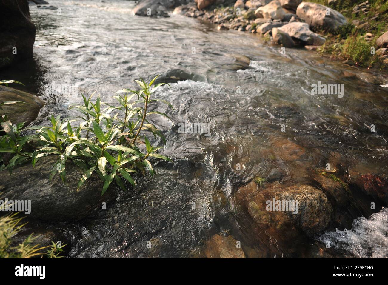 Rocky river flowing in the fores Stock Photo - Alamy