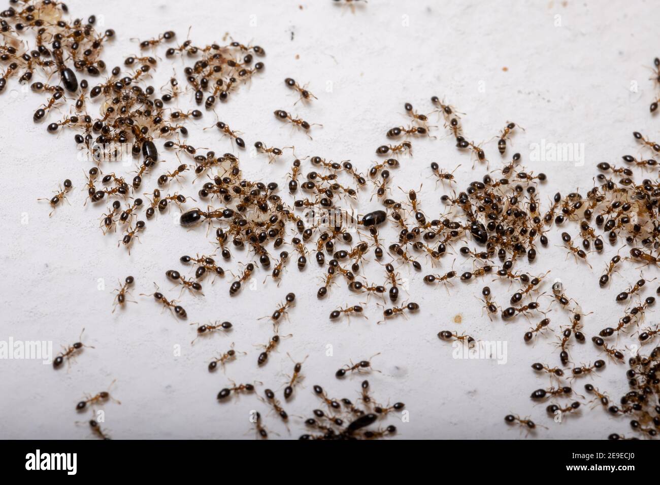 Adult Flower Ants of the species Monomorium floricola Stock Photo