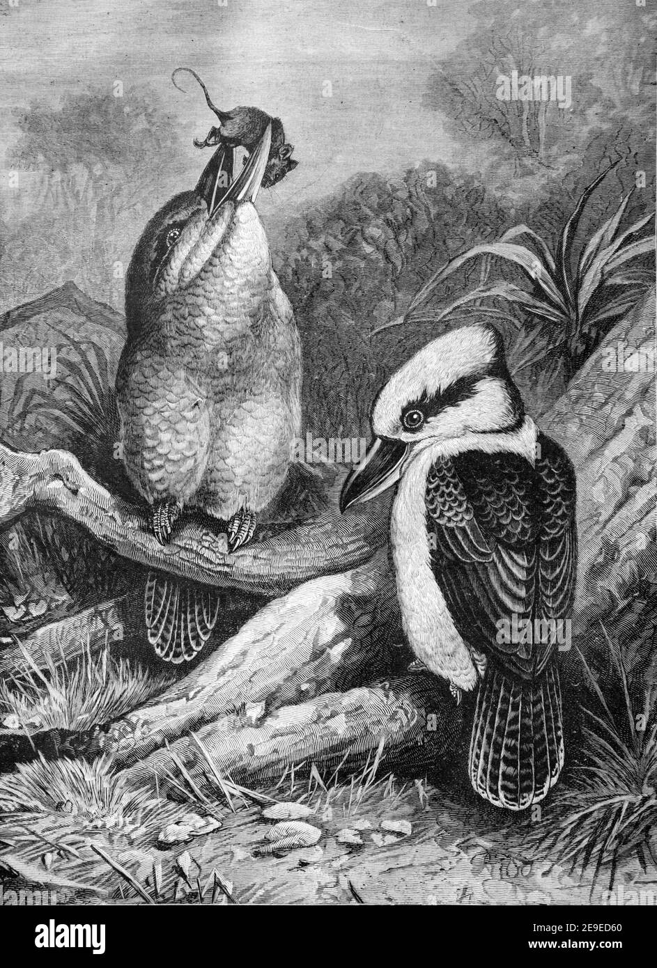 Pair of Kookaburras, Dacelo species, possibly Laughing Kookaburra, Dacelo novaeguineae, one Eating Mouse Australia or New Guinea 1898 Vintage Illustration or Engraving Stock Photo