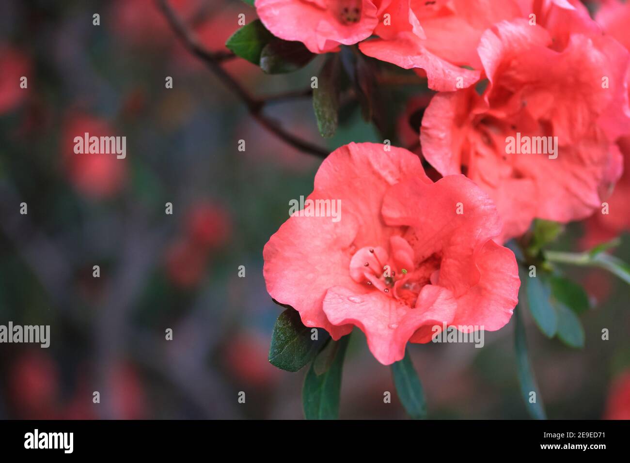 Azalea Rhododendron Tree Red azaleas in bloom, rhododendron tree with flowers against green ...