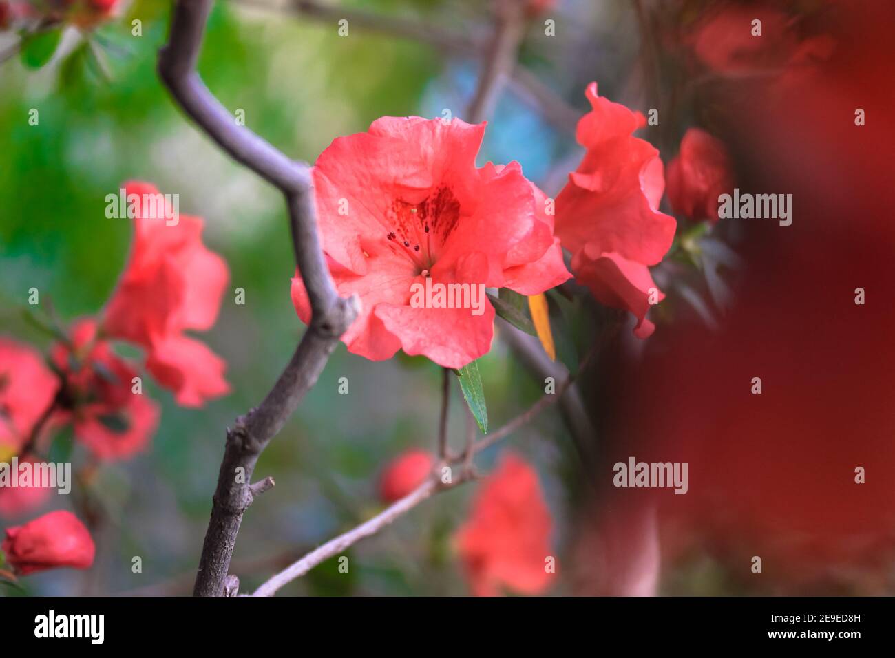 Red azaleas in bloom, rhododendron tree with flowers against green foliage background. Garden plant care. Place for text. Stock Photo