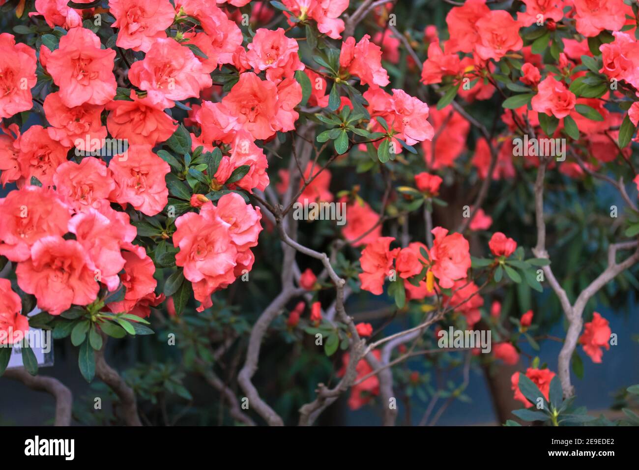 Red azaleas in bloom, rhododendron tree with flowers against green foliage background. Garden plant care. Place for text. Stock Photo