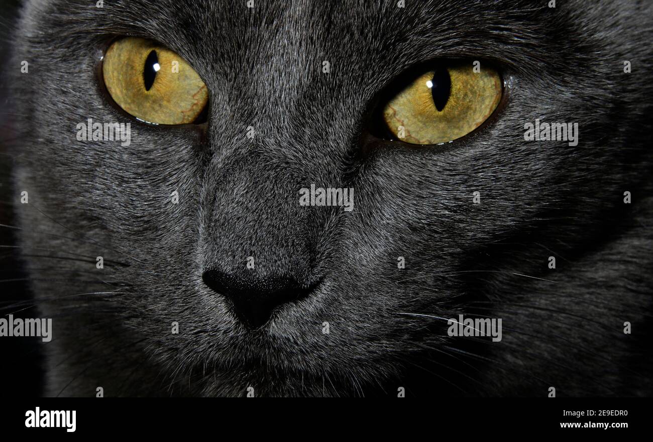 Pet cat eyes as the cat stares. Stock Photo
