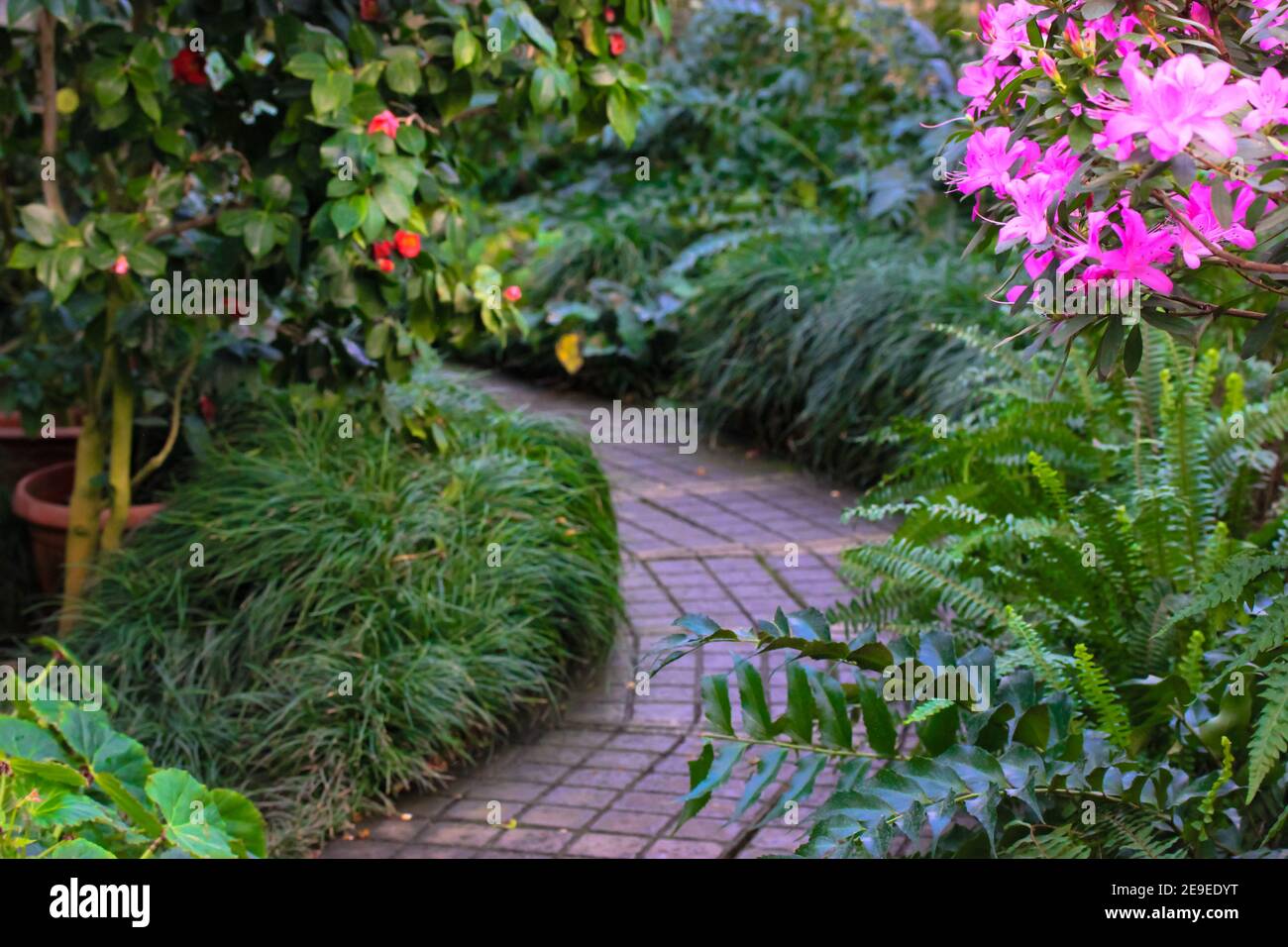 A Stone Hiking Trail Surrounded By Tropical Plants Foliage And Blossom Pink Flowers Leading Into The Jungle A Beautiful Summer Landscape Amazing J Stock Photo Alamy