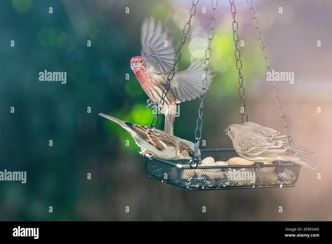 House finches and sparrows at backyard bird feeder Stock Photo Alamy