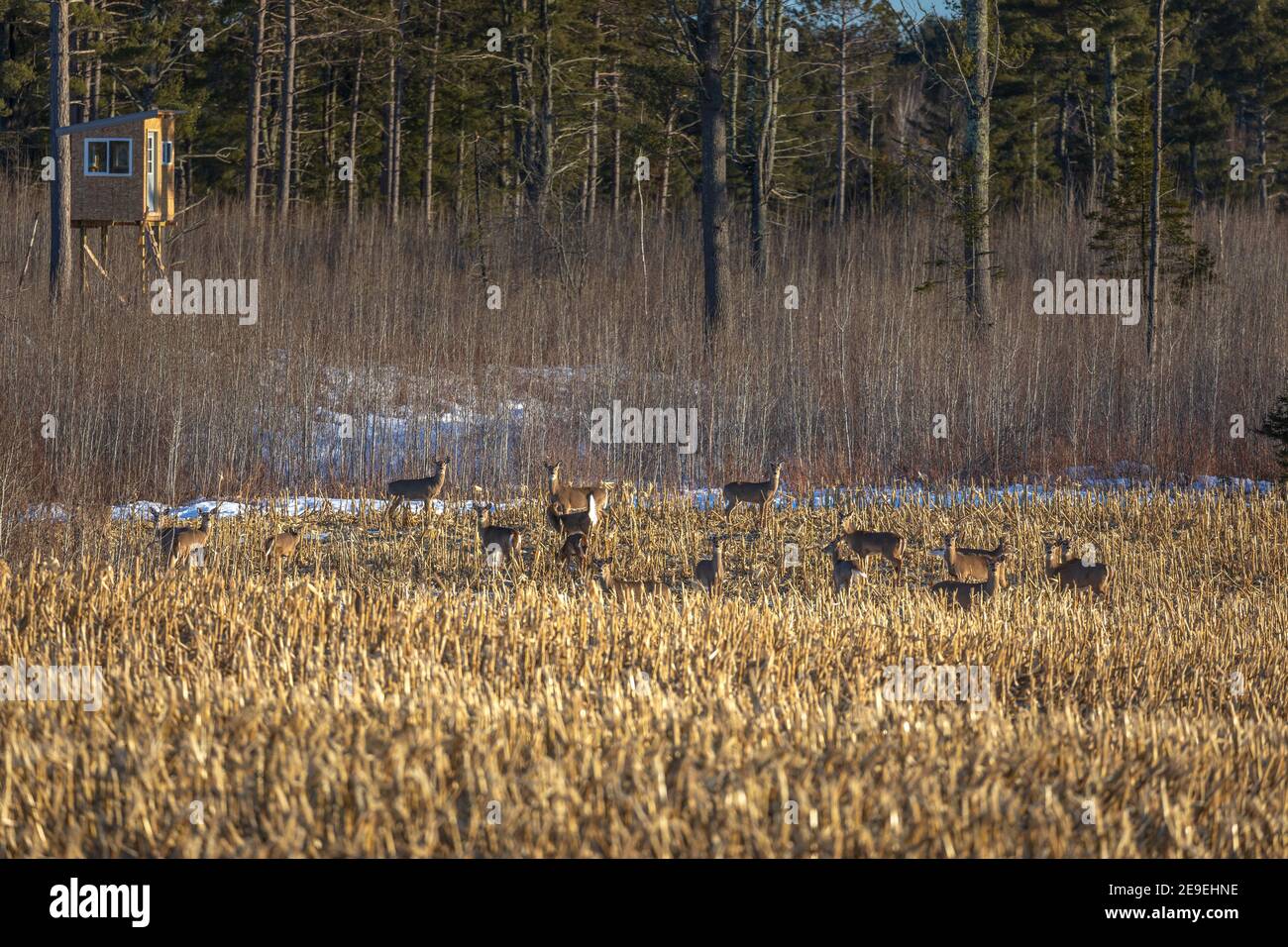 White-tailed deer in a cut field of corn in northern Wisconsin. Stock Photo