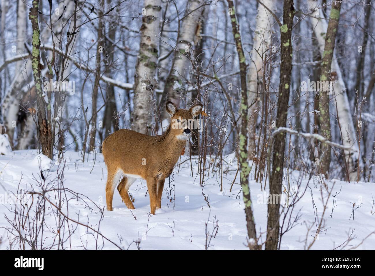 White-tailed fawn in a winter woodland. Stock Photo