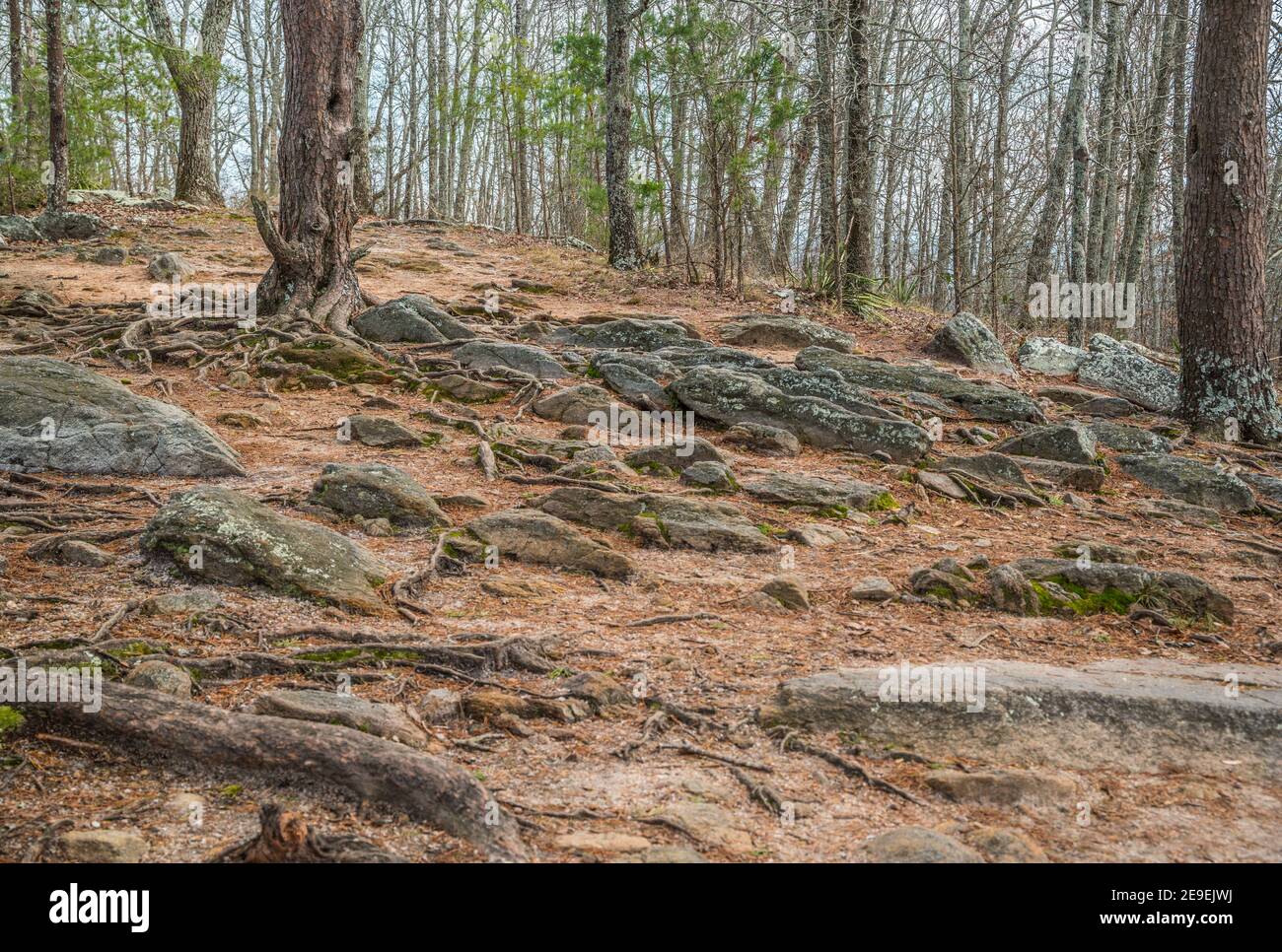 Hiking trails in the forest on a mountainside with lots of rocks and ...