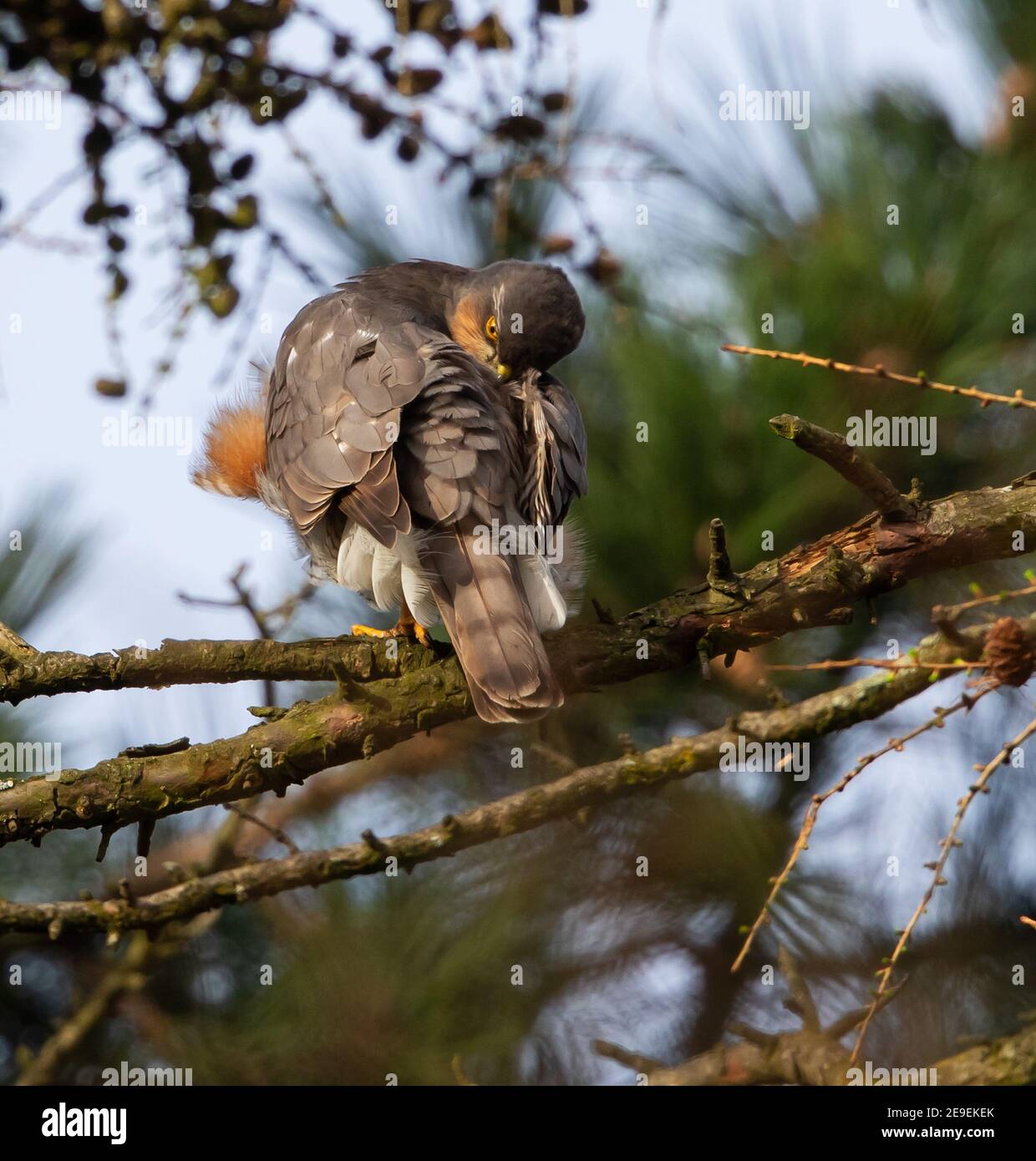 Sparrow Hawk In Pittville Park Cheltenham Stock Photo Alamy