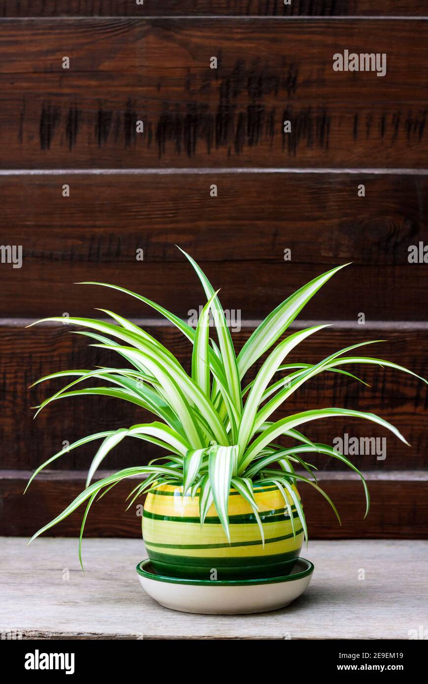 Chlorophytum comosum (also known spider plant, airplane plant, St. Bernard's lily, spider ivy, ribbon plant, and hen and chickens) in a pot on the woo Stock Photo