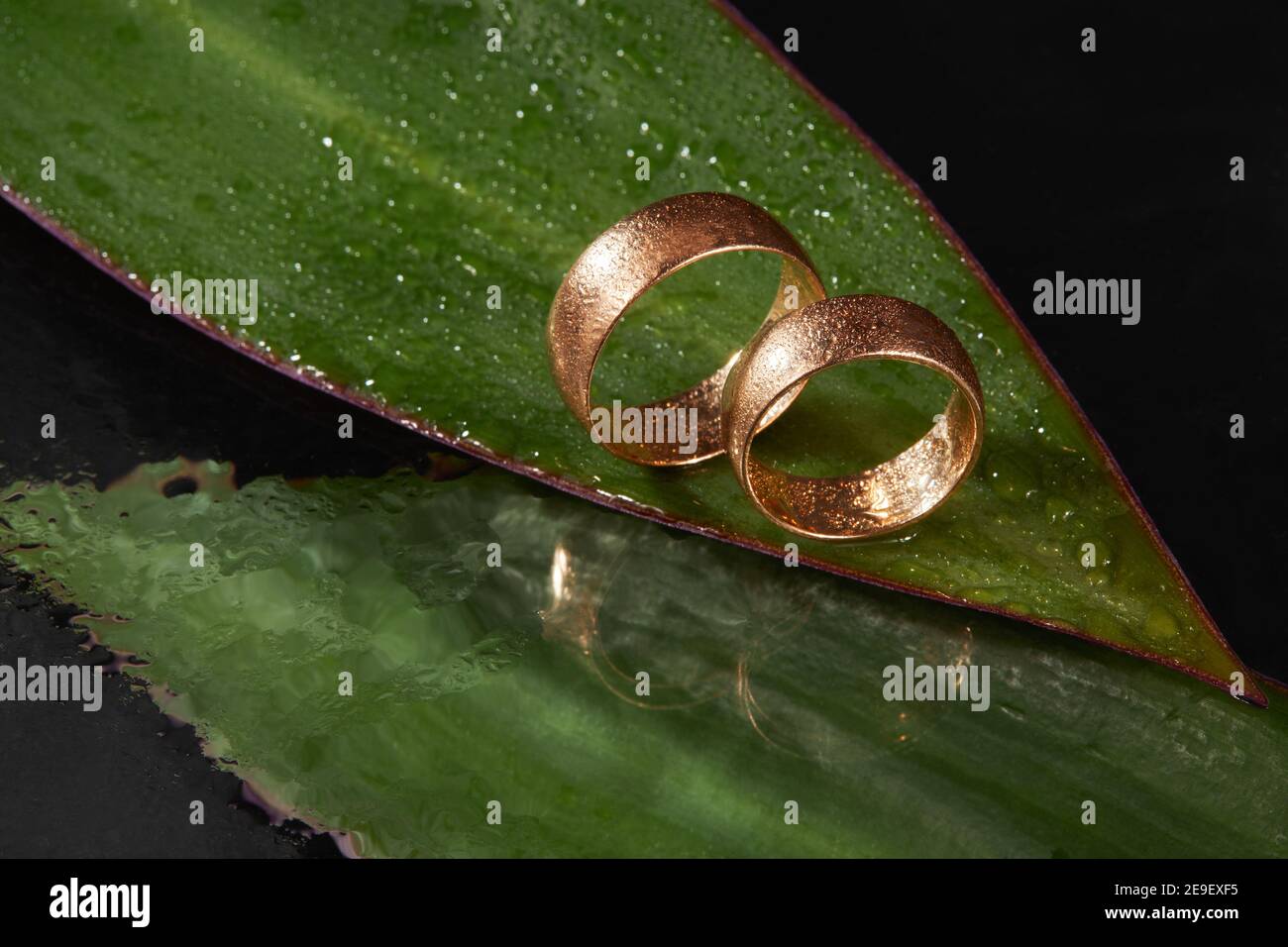 Wedding rings on a beautiful wet leaf background. Wedding concept Stock Photo
