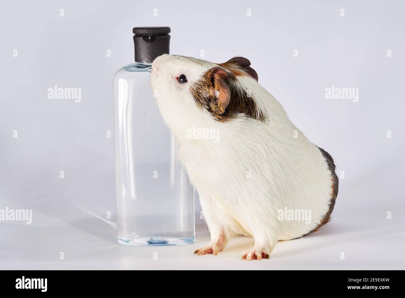 Transparent pet shampoo and guinea pig isolated on white background