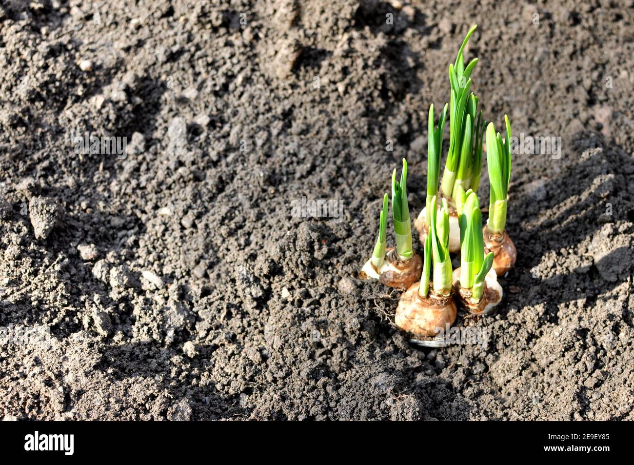 Top view of young daffodil (Narcissus) flower plant bulbs transplanted into garden soil. Copy space text Stock Photo