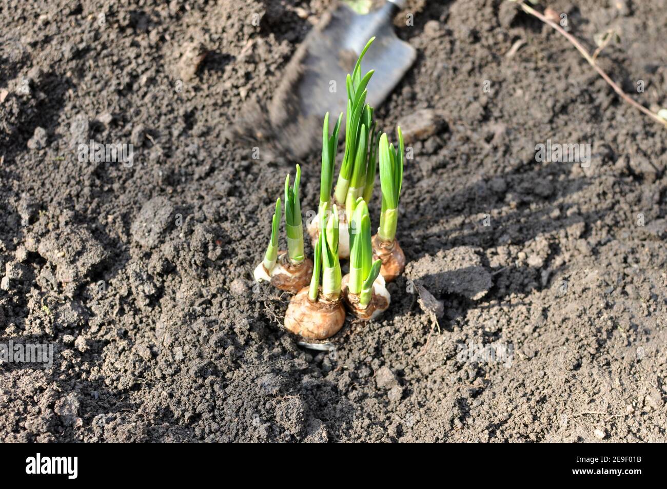 Top view of flower bulbs of daffodil young plant in the garden soil. Stock Photo