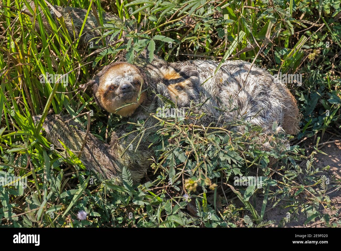 Three-toed sloth (Bradypus variegatus) walking on the ground in rain forest / rainforest in the Amazonas, Brazil Stock Photo