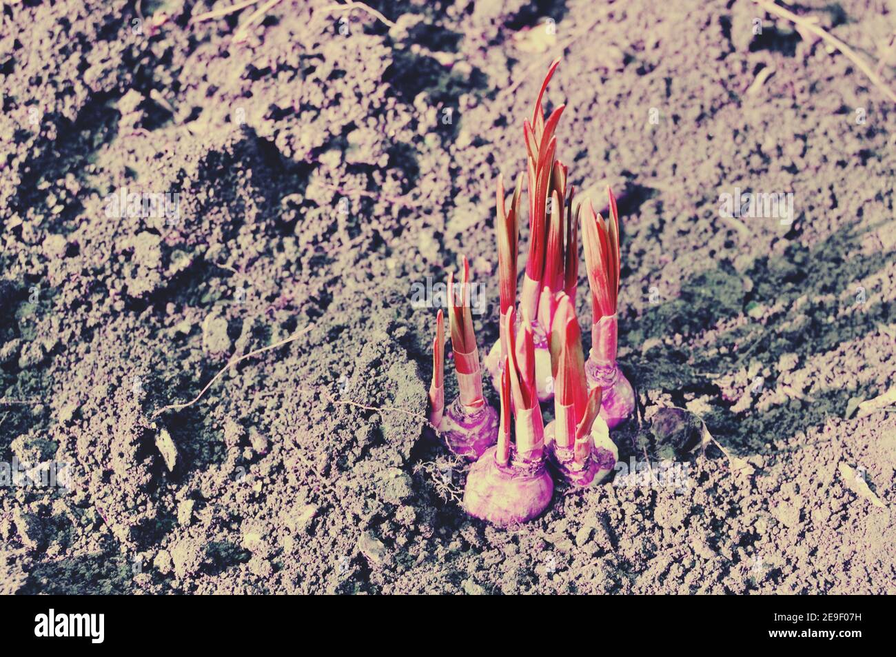 Daffodil (Narcissus) flower plant bulbs with roots, preparing to be planted into garden soil. Copy space text, pink filter applied Stock Photo